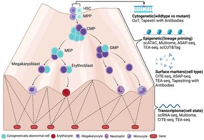 Why Single-Cell Sequencing Has Promise in MDS